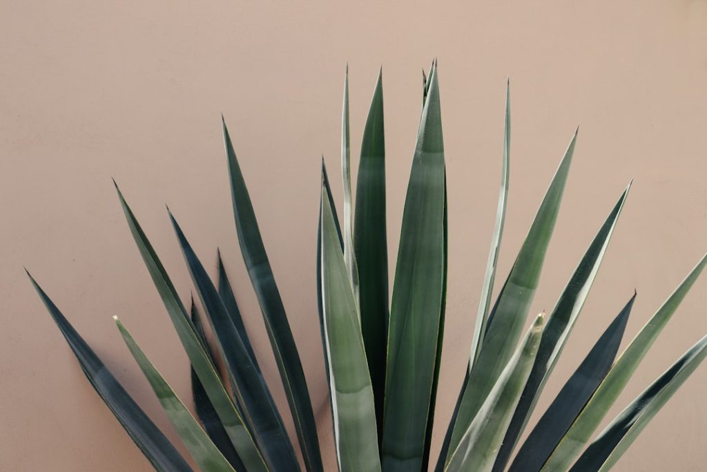 Photo Agave plant